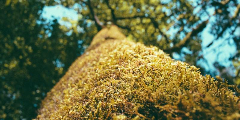 数字资产保护新防线：网络安全与反欺诈的融合战略