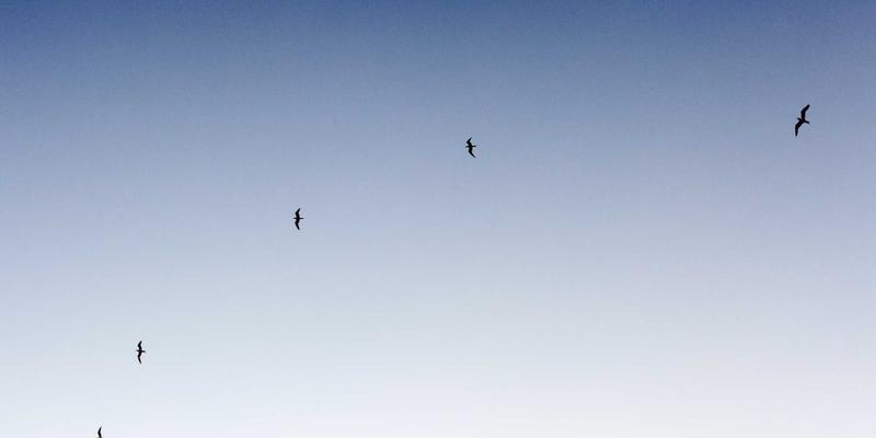 构筑数字护城河:反欺诈、安全评估与在线诈骗防护的协同防御体系