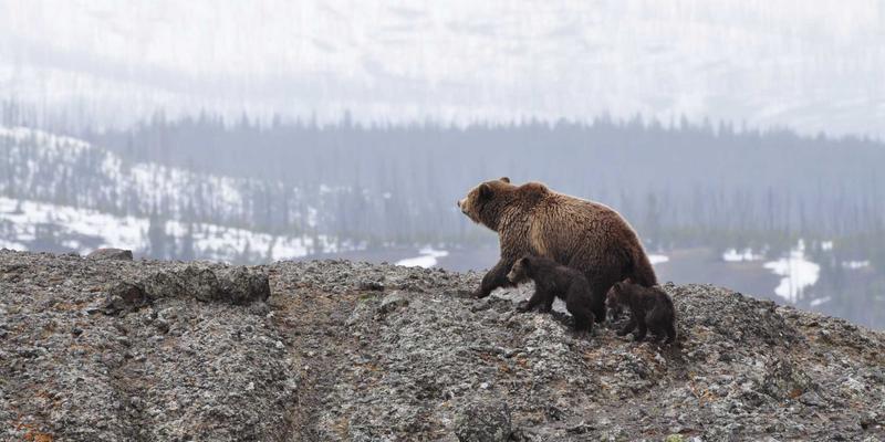 网络安全24小时防线：威胁监测、黑客防护与数字资产保护实战指南